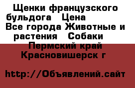 Щенки французского бульдога › Цена ­ 30 000 - Все города Животные и растения » Собаки   . Пермский край,Красновишерск г.